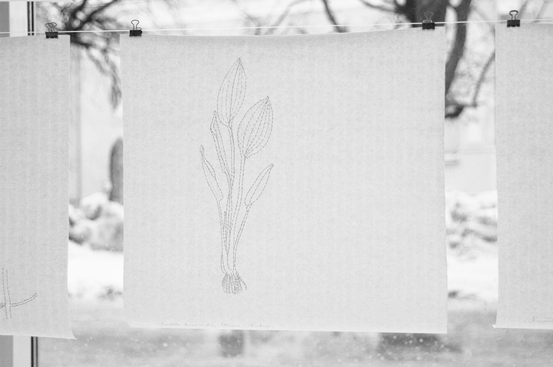 Harilik konnarohi / seeriast Tikitud botaanika / grafiitpliiats, jaapani paber / 35x35cm / 2011