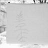 Harilik soosõnajalg / seeriast Tikitud botaanika / grafiitpliiats, jaapani paber / 35x35cm / 2011