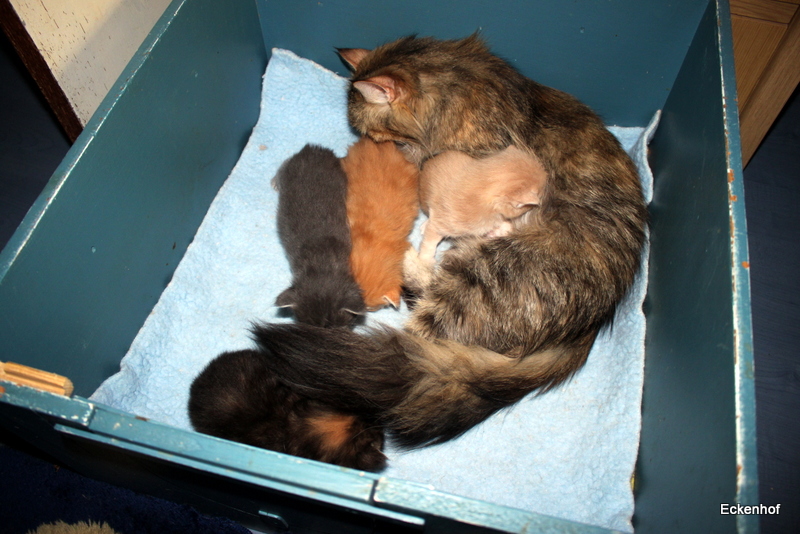 Lekker warm bij Mama. Die is zo blij met haar kittens