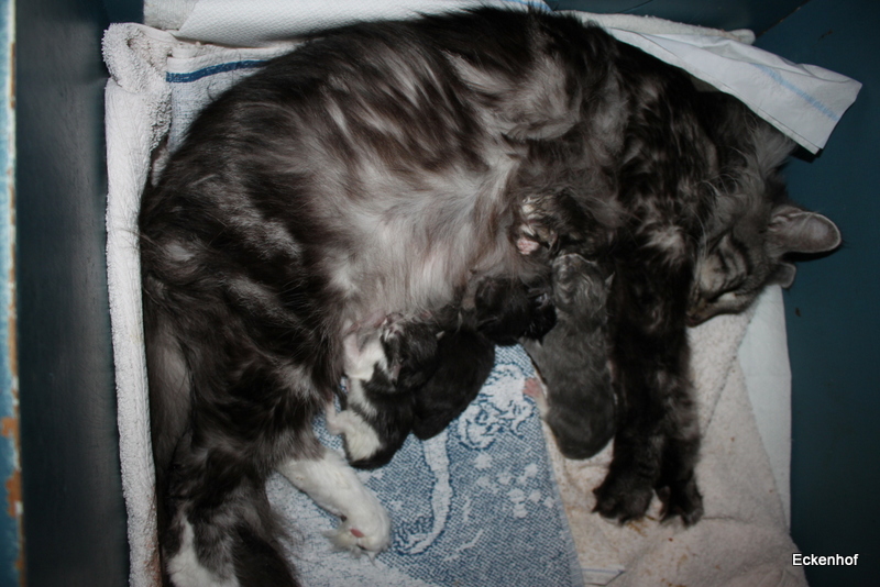 5 kittens ,Noah moe en tevreden.