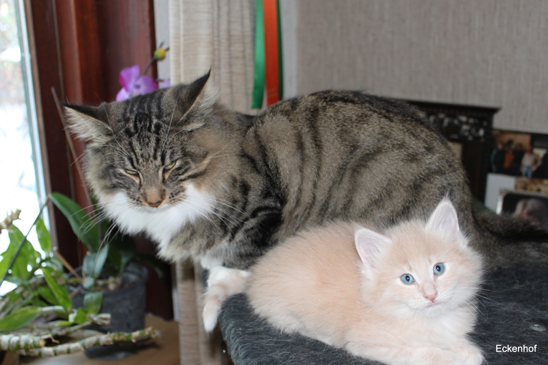 Elwood is vriendelijk voor alle kittens ,hij is ook de vader van dit mooie crème kitten.