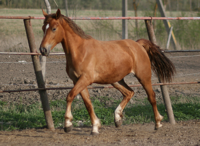 Prite, mära, sündinud 2012 - emaisa Arhippos
