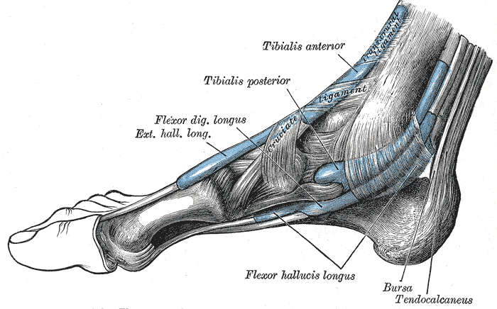 circulation sanguine-structure du pied