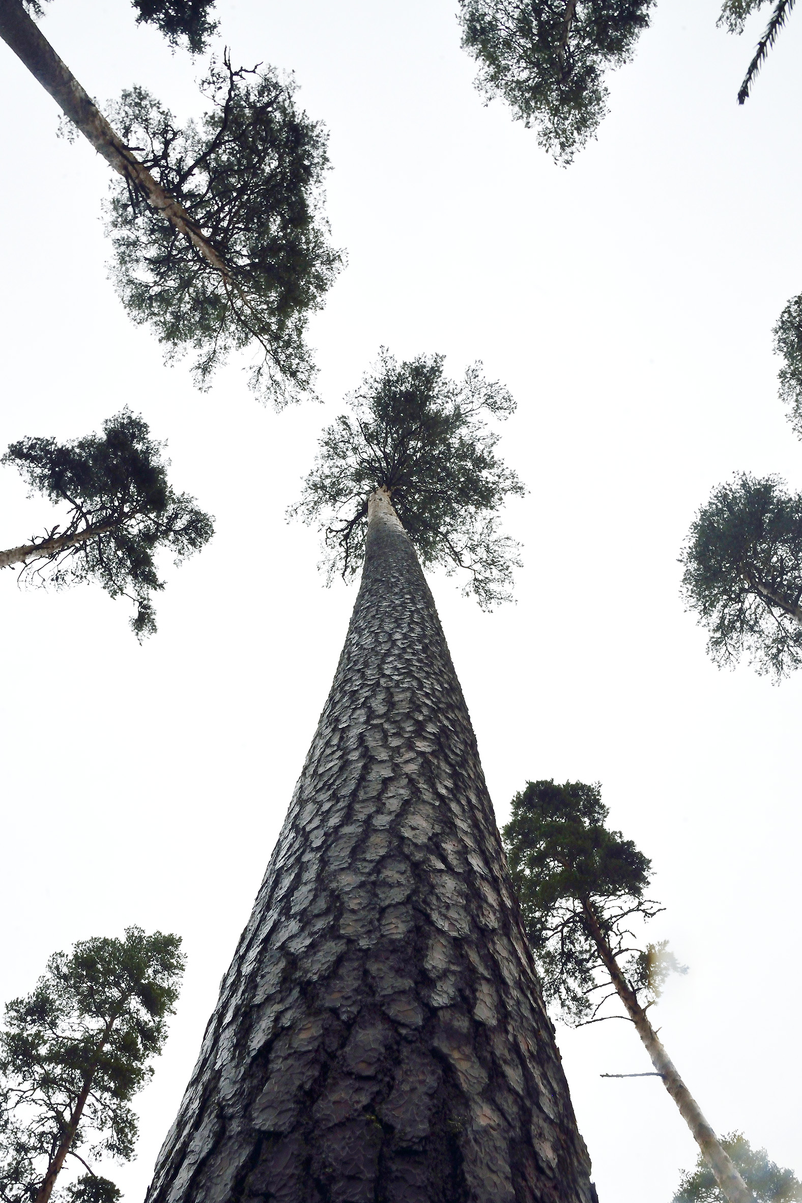Самая высокая сосна обыкновенная в Эстонии и в мире –  46,6 м.