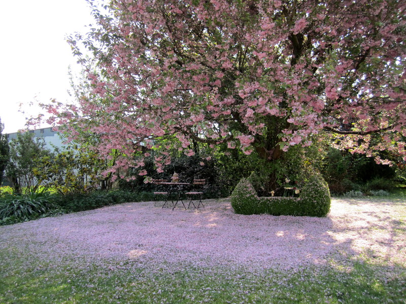 le cerisier du Japon, fleuron de notre jardin au printemps