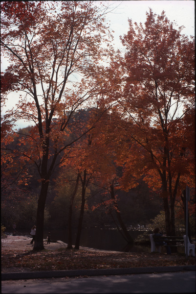 &quot;Forest Park&quot; (Springfield, Massachusetts, Fall 1977)