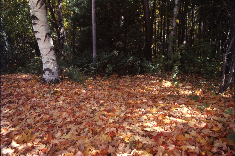 &quot;the autumn leaves&quot; (Springfield, Massachusetts, Fall 1978)
