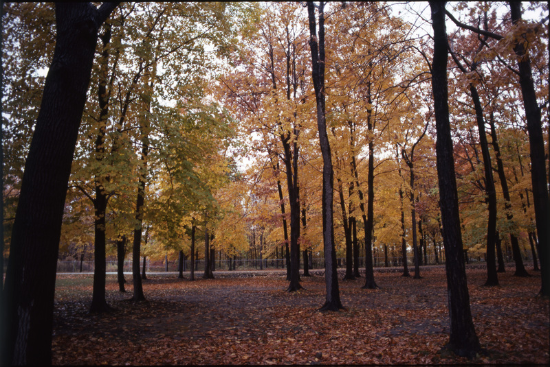 &quot;the autumn leaves&quot; (Niagara Falls, Ontario, Fall 1978)