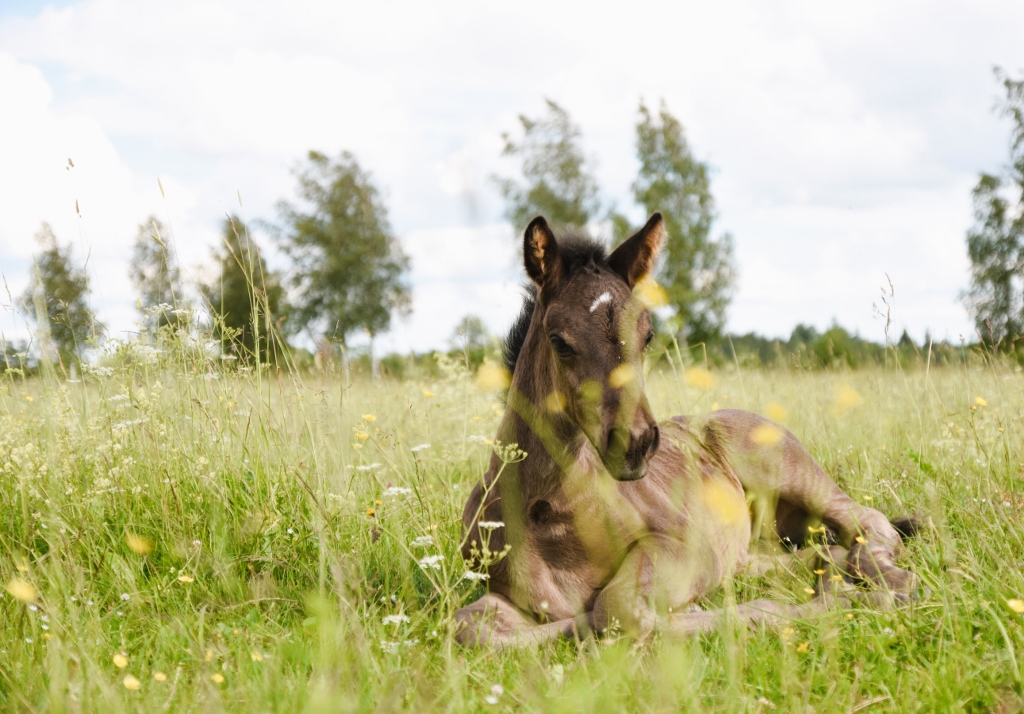 Voore Reileen – Voore Tallide eesti tõugu hobused, pulmasõidud ...